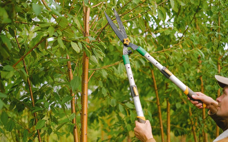 Tree trimming in Clairfield, TN